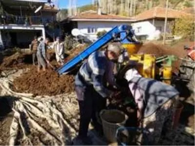 Kestanede bu yıl verim yüksek fiyat düşük Kestanede bu yıl verim yüksek fiyat düşük