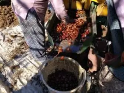 Kestanede bu yıl verim yüksek fiyat düşük Kestanede bu yıl verim yüksek fiyat düşük
