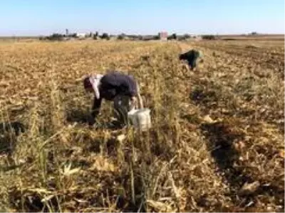 Kızıltepe'de kadınlar boş mısır koçanını yakacak olarak kullanıyor Kızıltepe'de kadınlar boş mısır koçanını yakacak olarak kullanıyor