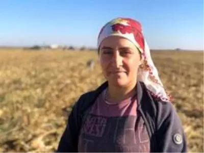 Kızıltepe'de kadınlar boş mısır koçanını yakacak olarak kullanıyor Kızıltepe'de kadınlar boş mısır koçanını yakacak olarak kullanıyor