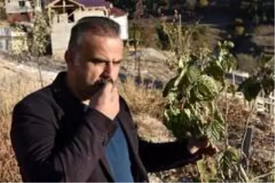 Mevsimi şaşıran dut ağacı kış ayında meyve verdi Mevsimi şaşıran dut ağacı kış ayında meyve verdi