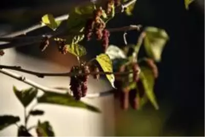 Mevsimi şaşıran dut ağacı kış ayında meyve verdi Mevsimi şaşıran dut ağacı kış ayında meyve verdi