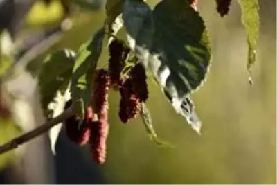 Mevsimi şaşıran dut ağacı kış ayında meyve verdi Mevsimi şaşıran dut ağacı kış ayında meyve verdi