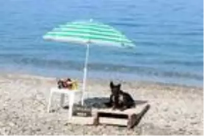 Narkotik köpeği 'Çayra' emekli oldu