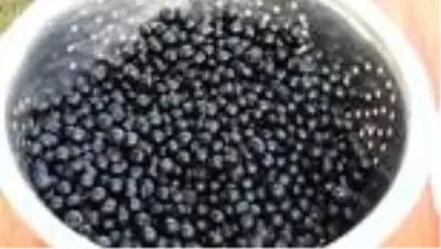 Orman Bölge Müdürlüğünden 'maviyemiş' atağı Orman Bölge Müdürlüğünden 'maviyemiş' atağı