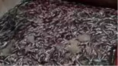 Palamuda erken veda eden balıkçıların umudu hamside Palamuda erken veda eden balıkçıların umudu hamside