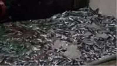 Palamuda erken veda eden balıkçıların umudu hamside Palamuda erken veda eden balıkçıların umudu hamside
