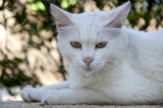 Ruyada Kedi Gormek Ne Anlama Gelir Ruyada Yavru Kedi Gormek Ruyada Kara Kedi Gormek Ruyada Beyaz Kedi Gormek Nedir Ruyada Kedi Tirmalamasi Tabiri Haberler