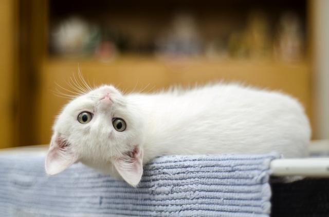 Ruyada Kedi Gormek Ne Anlama Gelir Ruyada Yavru Kedi Gormek Ruyada Kara Kedi Gormek Ruyada Beyaz Kedi Gormek Nedir Ruyada Kedi Tirmalamasi Tabiri Haberler