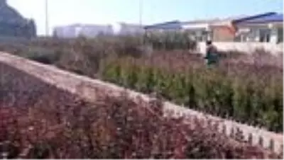 Şahinbey'de yeşil alan son 11 yılda 12 milyon metrekareye çıktı Şahinbey'de yeşil alan son 11 yılda 12 milyon metrekareye çıktı