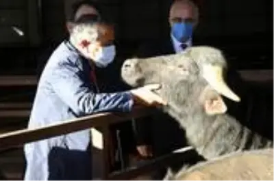 Samsun'da çiftçilere damızlık boğa dağıtımı yapıldı Samsun'da çiftçilere damızlık boğa dağıtımı yapıldı