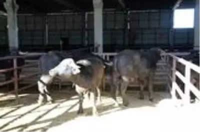 Samsun'da çiftçilere damızlık boğa dağıtımı yapıldı Samsun'da çiftçilere damızlık boğa dağıtımı yapıldı