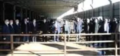 Samsun'da çiftçilere damızlık boğa dağıtımı yapıldı Samsun'da çiftçilere damızlık boğa dağıtımı yapıldı
