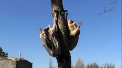 Kesimlerin başladığı Kars'ta kazlar ağaçlara asılıyor Kesimlerin başladığı Kars'ta kazlar ağaçlara asılıyor