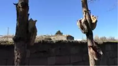 Kesimlerin başladığı Kars'ta kazlar ağaçlara asılıyor Kesimlerin başladığı Kars'ta kazlar ağaçlara asılıyor