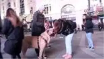 Türkiye'den getirilen çoban köpeği Londra'da büyük ilgi gördü Türkiye'den getirilen çoban köpeği Londra'da büyük ilgi gördü