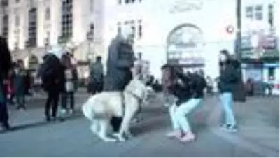 Türkiye'den getirilen çoban köpeği Londra'da büyük ilgi gördü Türkiye'den getirilen çoban köpeği Londra'da büyük ilgi gördü