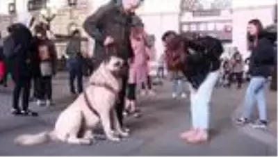 Türkiye'den getirilen çoban köpeği Londra'da büyük ilgi gördü Türkiye'den getirilen çoban köpeği Londra'da büyük ilgi gördü