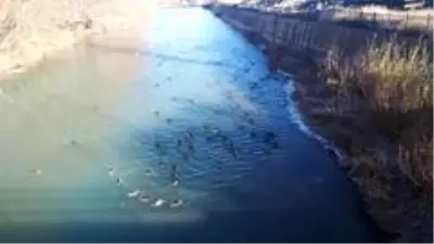 Yaban ördekleri Çoruh Nehri'ni mesken tuttu Yaban ördekleri Çoruh Nehri'ni mesken tuttu