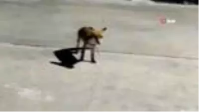 Yabani hayvanlar şehre indi Yabani hayvanlar şehre indi
