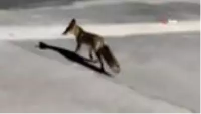 Yabani hayvanlar şehre indi Yabani hayvanlar şehre indi