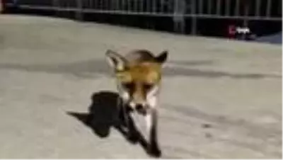 Yabani hayvanlar şehre indi Yabani hayvanlar şehre indi