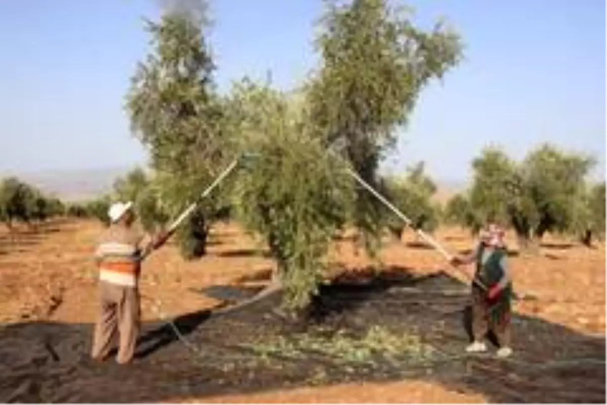 Zeytin hasadında teknolojiye rağbet artıyor