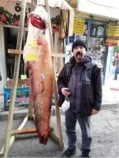 108 kiloluk yayın balığı, kilosu 50 liradan satışta 108 kiloluk yayın balığı, kilosu 50 liradan satışta
