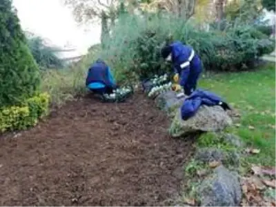 3 ilçenin ağaçları kış bakımına alındı 3 ilçenin ağaçları kış bakımına alındı