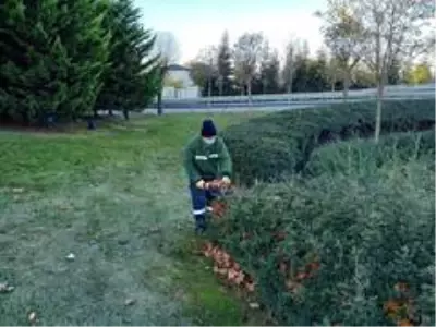 3 ilçenin ağaçları kış bakımına alındı 3 ilçenin ağaçları kış bakımına alındı