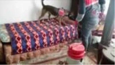 Fideleri odada, keneviri çatıda yetiştirdi Fideleri odada, keneviri çatıda yetiştirdi