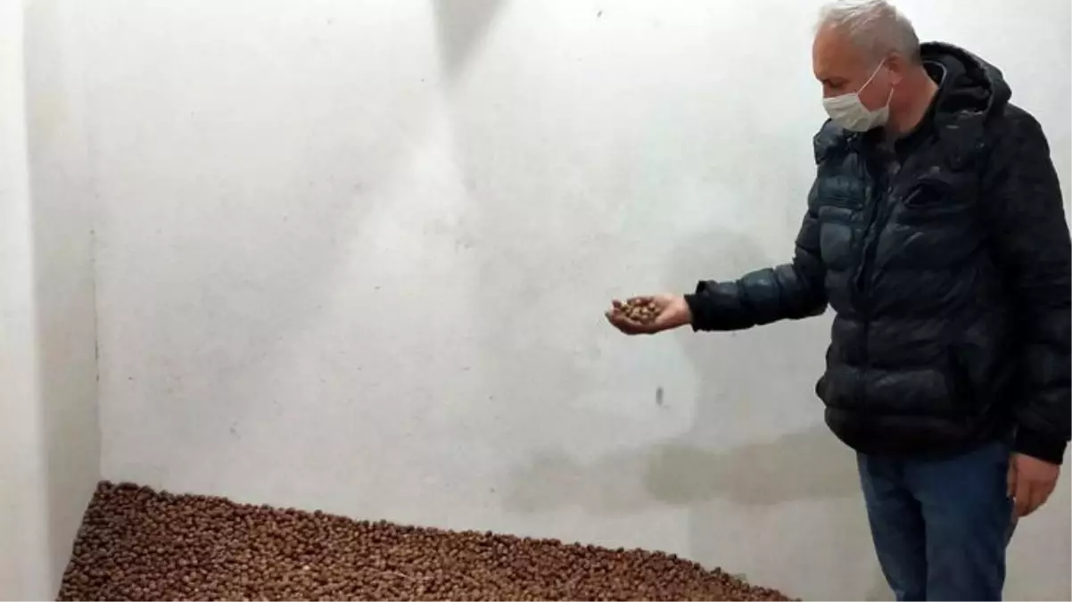 Çaldığı 18 çuval fındığı geri getiren hırsız: Hata ettiğimi anladım