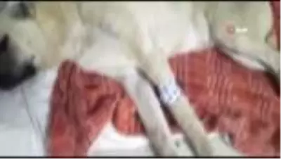 Çoban köpeğini tüfekle vurdular Çoban köpeğini tüfekle vurdular