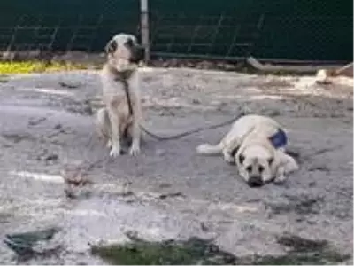 Çoban köpeğini tüfekle vurdular Çoban köpeğini tüfekle vurdular