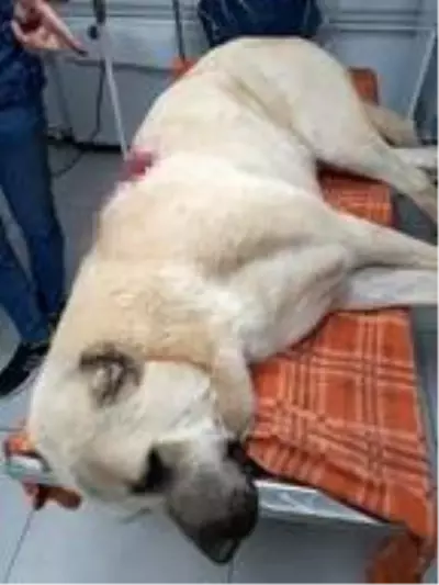 Çoban köpeğini tüfekle vurdular Çoban köpeğini tüfekle vurdular