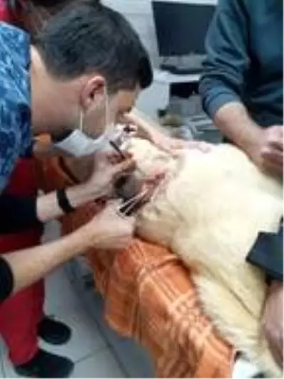 Çoban köpeğini tüfekle vurdular Çoban köpeğini tüfekle vurdular