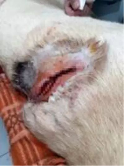 Çoban köpeğini tüfekle vurdular Çoban köpeğini tüfekle vurdular