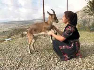 Dağ keçisi evin 'Gule'si oldu Dağ keçisi evin 'Gule'si oldu