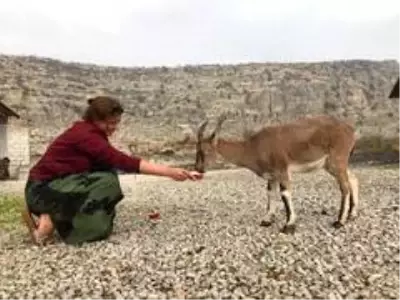 Dağ keçisi evin 'Gule'si oldu Dağ keçisi evin 'Gule'si oldu