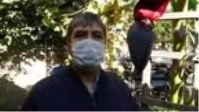 Denemek için diktiği muz ağacının ilk mahsulünü komşularına dağıtacak Denemek için diktiği muz ağacının ilk mahsulünü komşularına dağıtacak