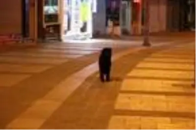 Denizli'de kısıtlama sonrası cadde ve sokaklar boş kaldı Denizli'de kısıtlama sonrası cadde ve sokaklar boş kaldı