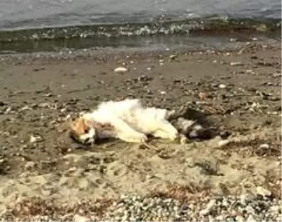 Son dakika haberi! Erdek'te kedileri bir köpeğin öldürdüğü iddia edildi Son dakika haberi! Erdek'te kedileri bir köpeğin öldürdüğü iddia edildi