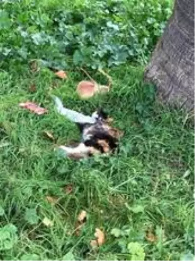 Son dakika haberi! Erdek'te kedileri bir köpeğin öldürdüğü iddia edildi Son dakika haberi! Erdek'te kedileri bir köpeğin öldürdüğü iddia edildi