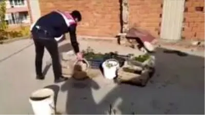 Evinde fidelendirdiği kenevirlerle yakalanan şahıs tutuklandı Evinde fidelendirdiği kenevirlerle yakalanan şahıs tutuklandı