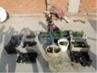 Son dakika haberi: Evinde Hint keneviri yetiştiren şüpheli, gözaltına alındı Son dakika haberi: Evinde Hint keneviri yetiştiren şüpheli, gözaltına alındı