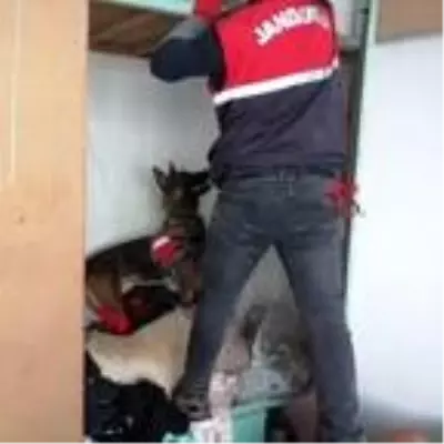 Son dakika haberi: Evinde Hint keneviri yetiştiren şüpheli, gözaltına alındı Son dakika haberi: Evinde Hint keneviri yetiştiren şüpheli, gözaltına alındı