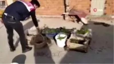 Fideleri odada, keneviri çatıda yetiştirdi Fideleri odada, keneviri çatıda yetiştirdi