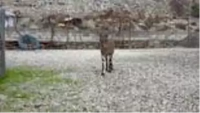 Genç kız kardeşlerinin bitkin halde bulduğu dağ keçisine gözü gibi bakıyor Genç kız kardeşlerinin bitkin halde bulduğu dağ keçisine gözü gibi bakıyor
