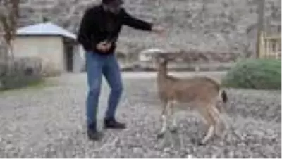 Genç kız kardeşlerinin bitkin halde bulduğu dağ keçisine gözü gibi bakıyor Genç kız kardeşlerinin bitkin halde bulduğu dağ keçisine gözü gibi bakıyor