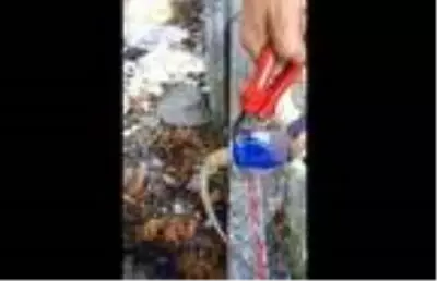 İçecek kutusuna sıkışan kertenkeleyi penseyle kurtardı İçecek kutusuna sıkışan kertenkeleyi penseyle kurtardı